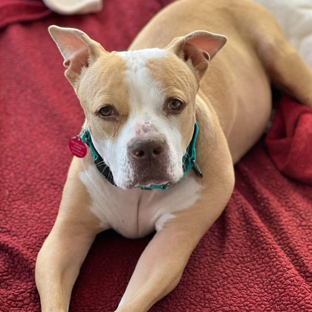 Enlarge Sora, a Adoptable mixed breed in Breinigsville, PA image 2/6