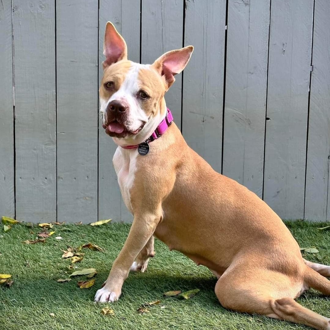 Enlarge Sora, a Adoptable mixed breed in Breinigsville, PA image 5/6