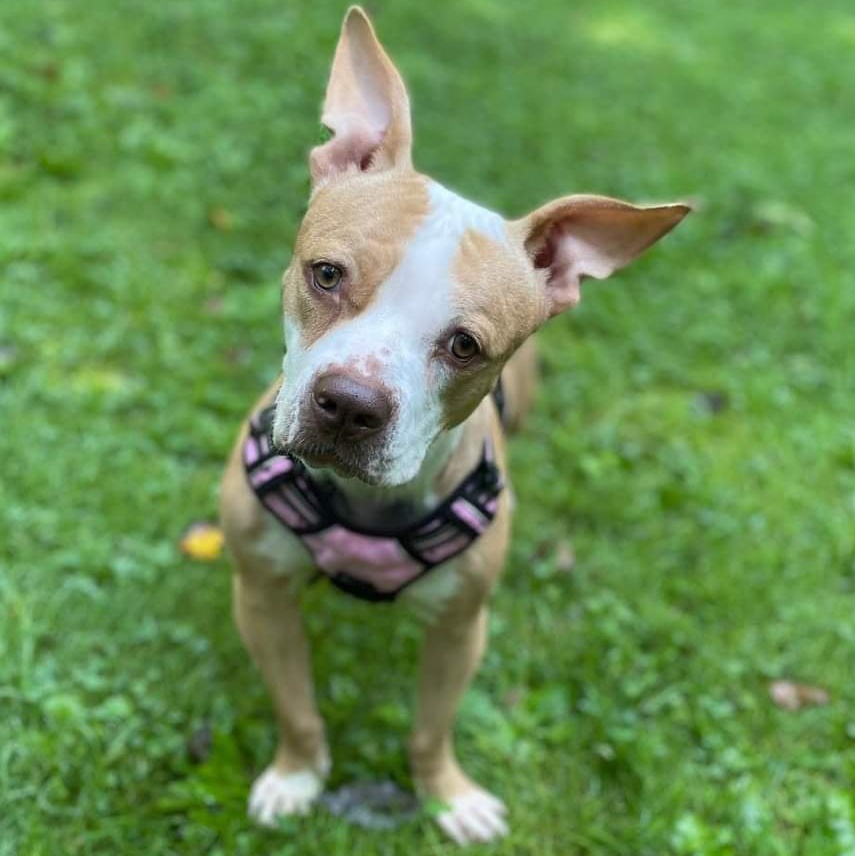 Enlarge Sora, a Adoptable mixed breed in Breinigsville, PA image 3/6