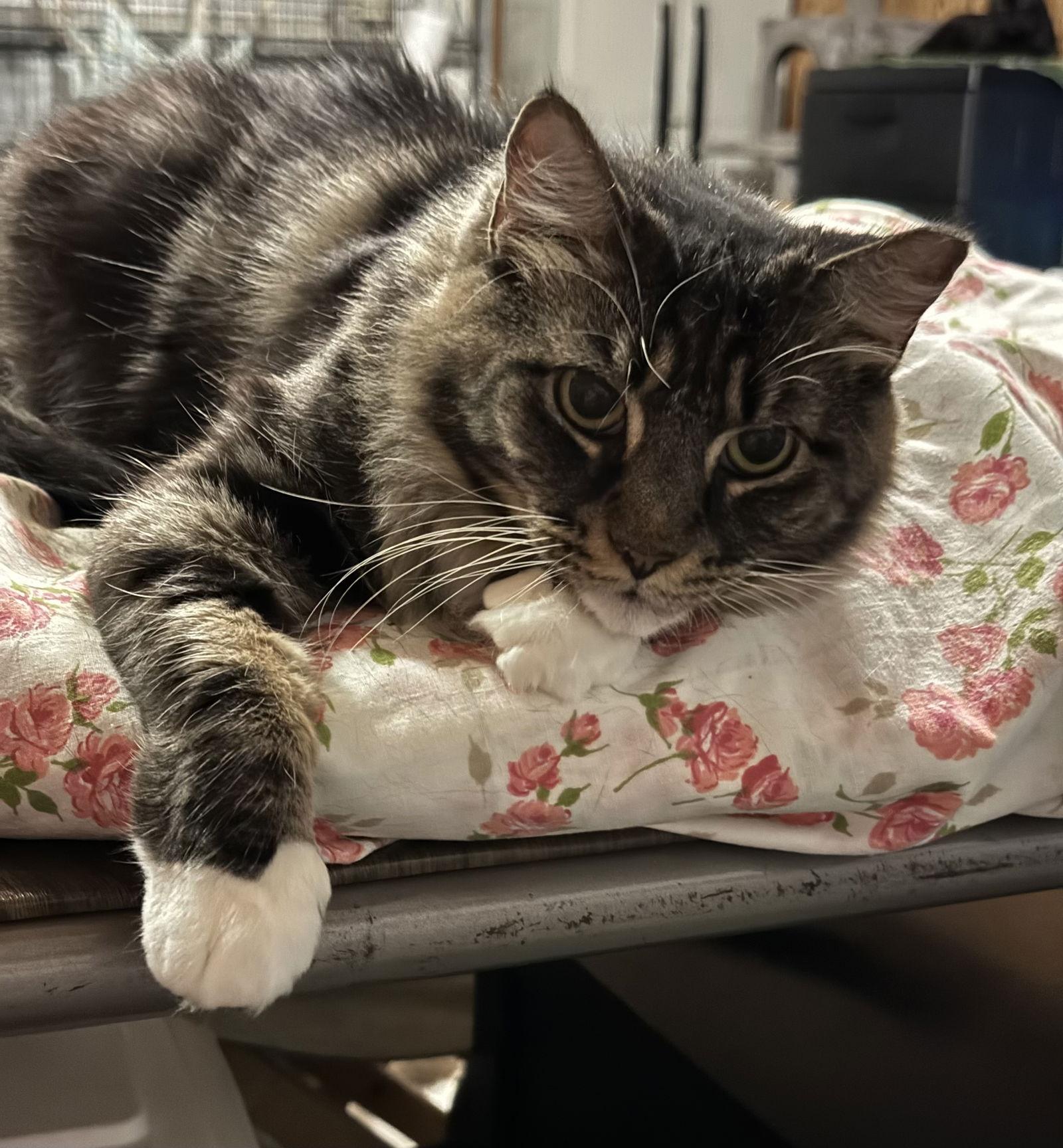 Bella, Adoptable, Young Female Domestic Long Hair.