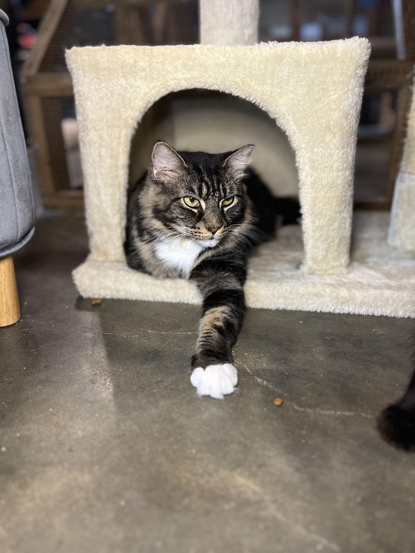 Bella, a Adoptable Domestic Long Hair in Hammond, LA image 2/3