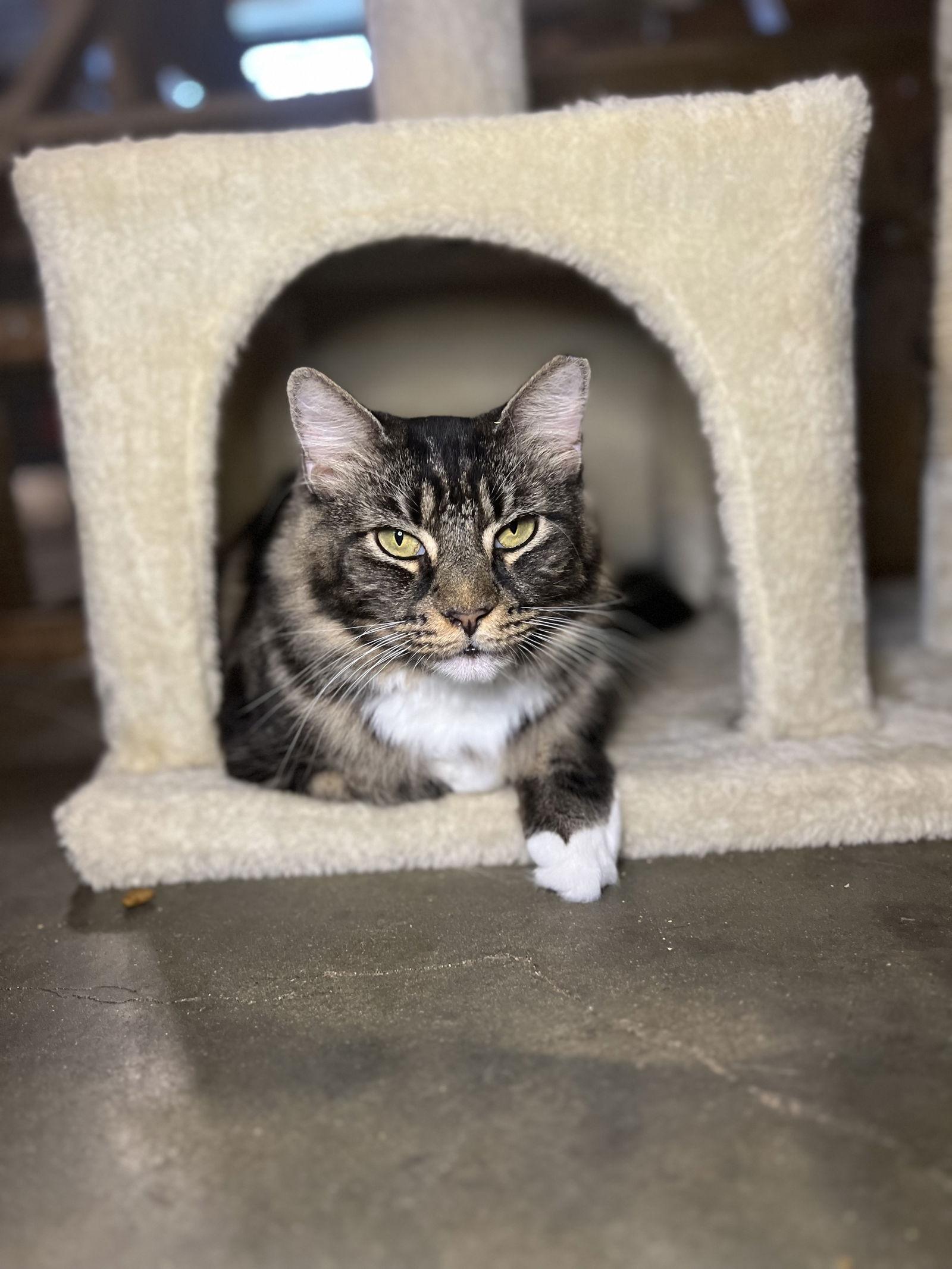 Bella, a Adoptable Domestic Long Hair in Hammond, LA image 3/3