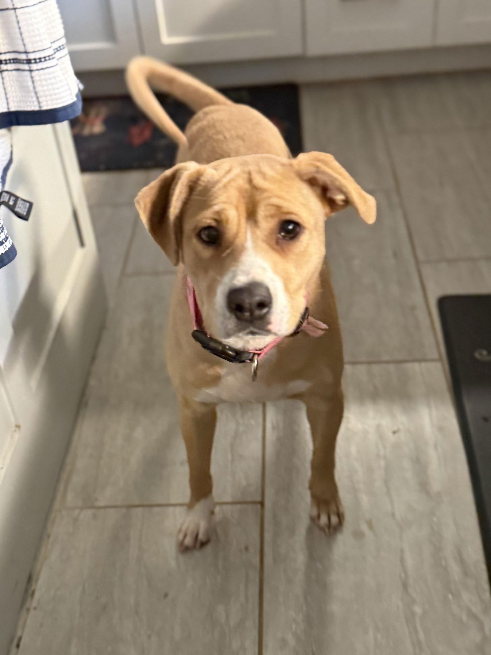 Dixie, Adoptable, Adult Female Labrador Retriever & Hound.