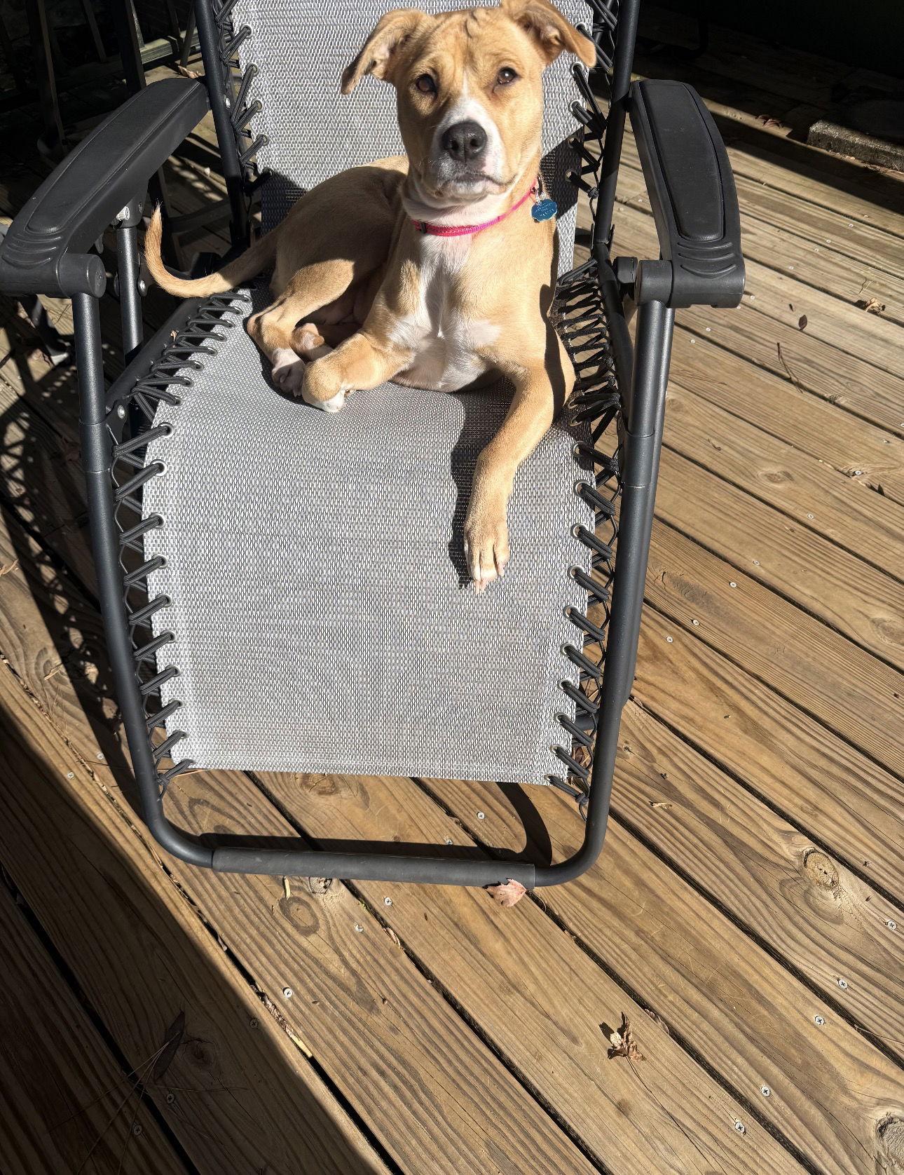 Enlarge Dixie, a Adoptable mixed breed in Ball Ground, GA image 2/2