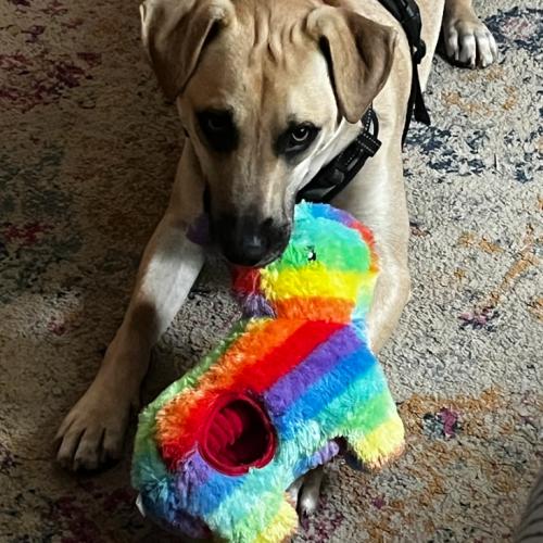 Enlarge Zack, a Adoptable mixed breed in Washington DC, DC image 1/6