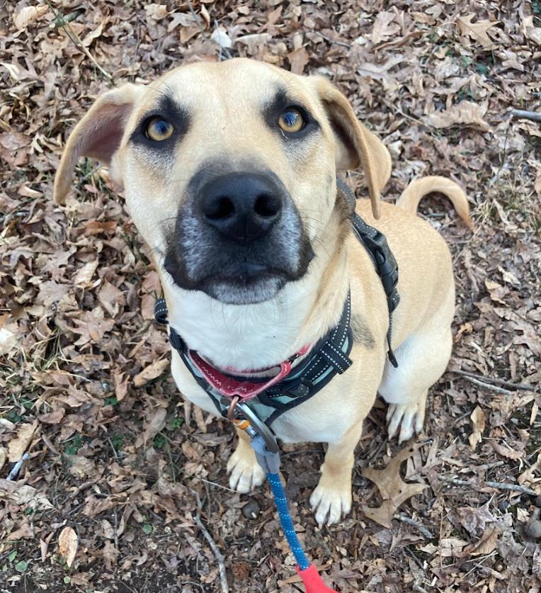 Enlarge Zack, a Adoptable mixed breed in Washington DC, DC image 2/6