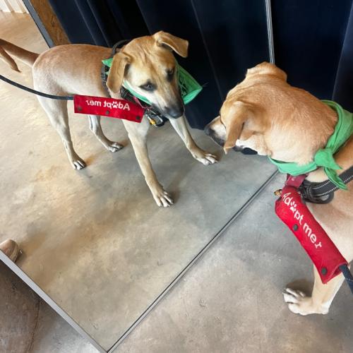 Enlarge Zack, a Adoptable mixed breed in Washington DC, DC image 3/6