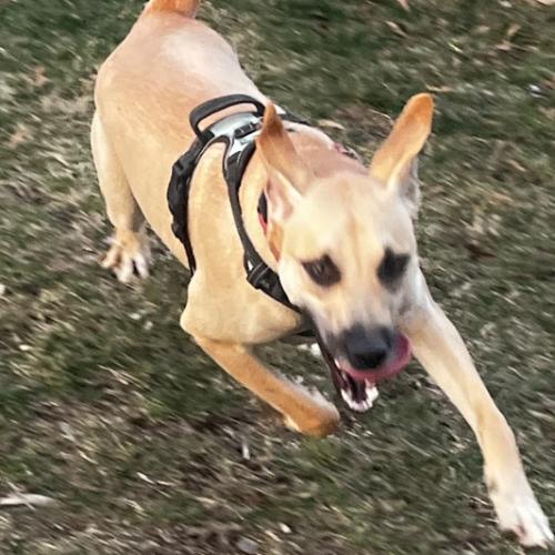 Enlarge Zack, a Adoptable mixed breed in Washington DC, DC image 4/6