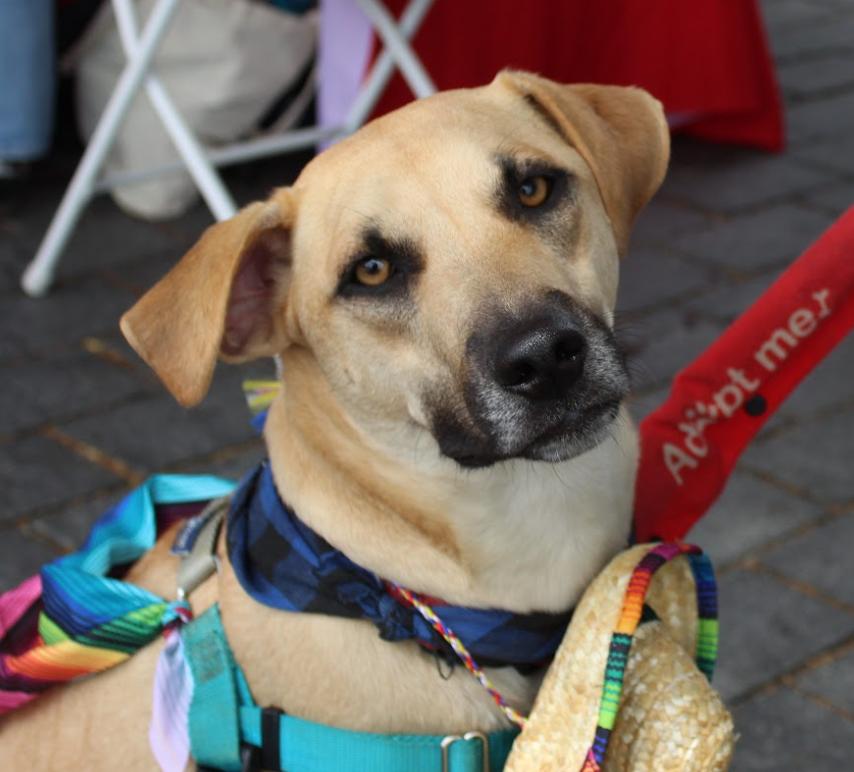 Enlarge Zack, a Adoptable mixed breed in Washington DC, DC image 2/6