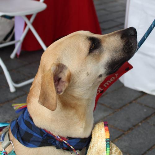 Enlarge Zack, a Adoptable mixed breed in Washington DC, DC image 3/6