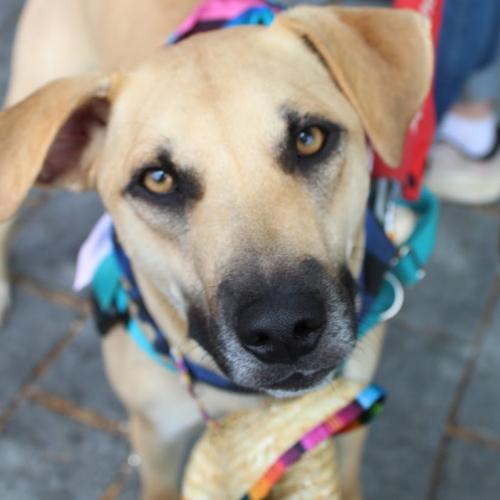 Enlarge Zack, a Adoptable mixed breed in Washington DC, DC image 4/6