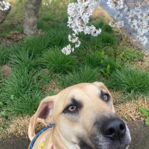 Enlarge Zack, a Adoptable mixed breed in Washington DC, DC image 5/6