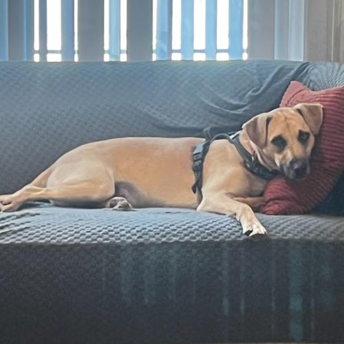 Enlarge Zack, a Adoptable mixed breed in Washington DC, DC image 6/6