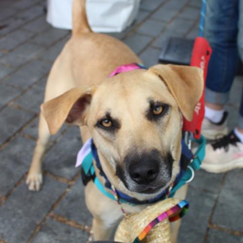 Enlarge Zack, a Adoptable mixed breed in Washington DC, DC image 6/6