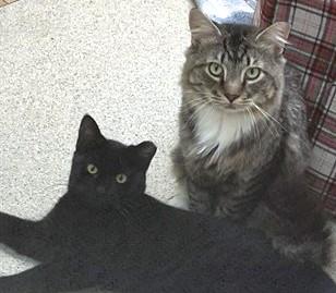 Enlarge GOOBER, a Adoptable Domestic Short Hair in Dedham, MA image 1/1