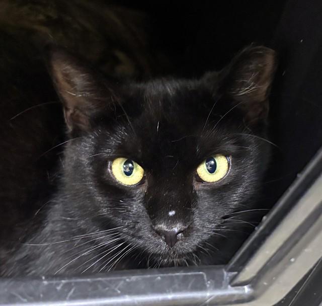 GOOBER, Adoptable, Young Male Domestic Short Hair.