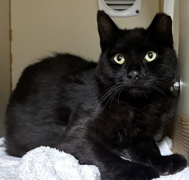 Enlarge GOOBER, a Adoptable Domestic Short Hair in Dedham, MA image 1/1