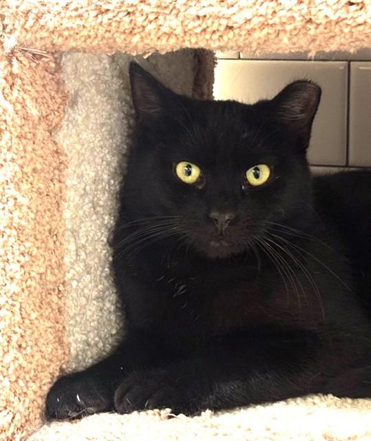 GOOBER, Adoptable, Young Male Domestic Short Hair.