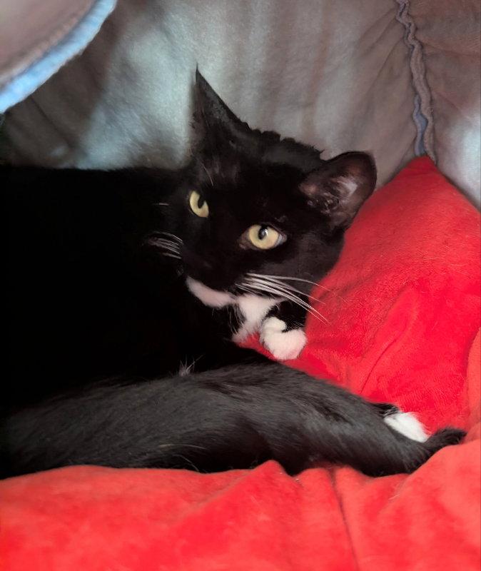 Squish Squash, Adoptable, Adult Female Tuxedo & Domestic Short Hair.