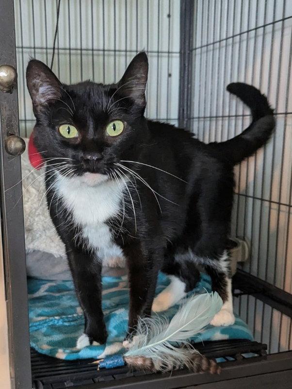 Enlarge Squish Squash, a Adoptable mixed breed in Ocala, FL image 2/3