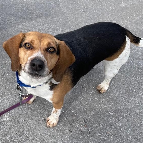 Enlarge Bee, an adopted Beagle in Honesdale, PA image 1/3