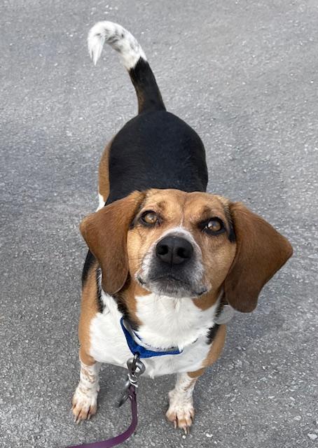 Enlarge Bee, an adopted Beagle in Honesdale, PA image 2/3