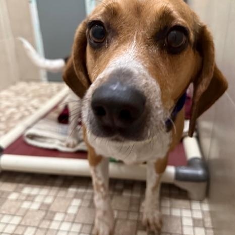 Enlarge Bee, an adopted Beagle in Honesdale, PA image 3/3