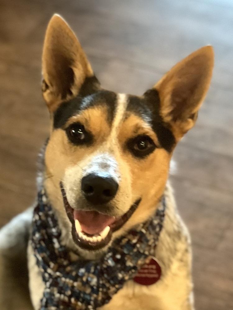 25-111 Rudy, Adoptable, Puppy Male Cattle Dog & Australian Cattle Dog / Blue Heeler.