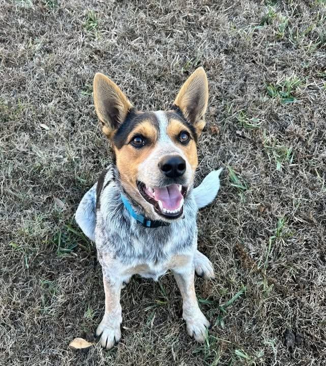 Enlarge 25-111 Rudy, a Adoptable mixed breed in Richardson, TX image 1/6