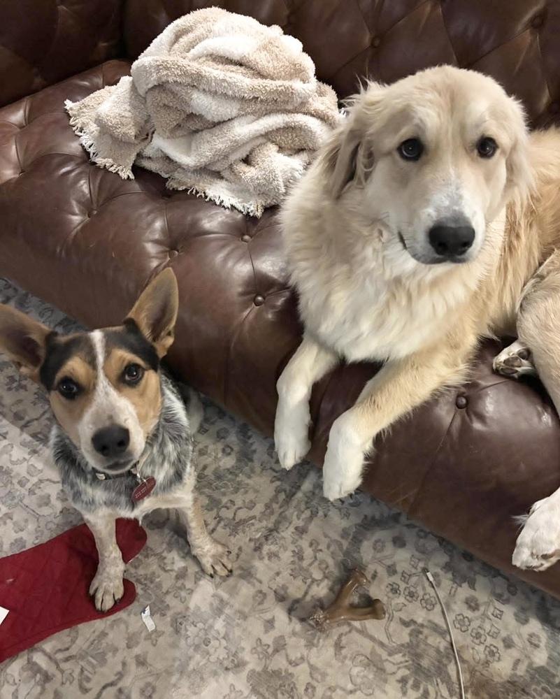 Enlarge 25-111 Rudy, a Adoptable mixed breed in Richardson, TX image 2/6