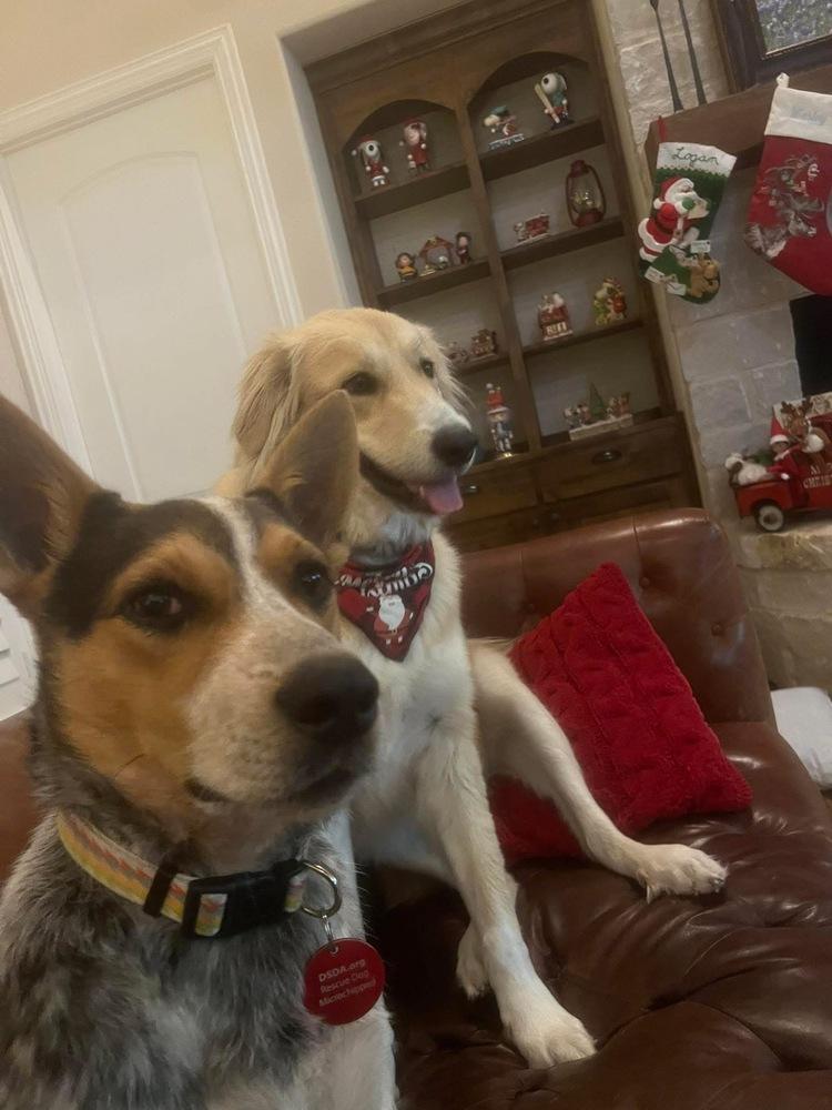 Enlarge 25-111 Rudy, a Adoptable mixed breed in Richardson, TX image 3/6