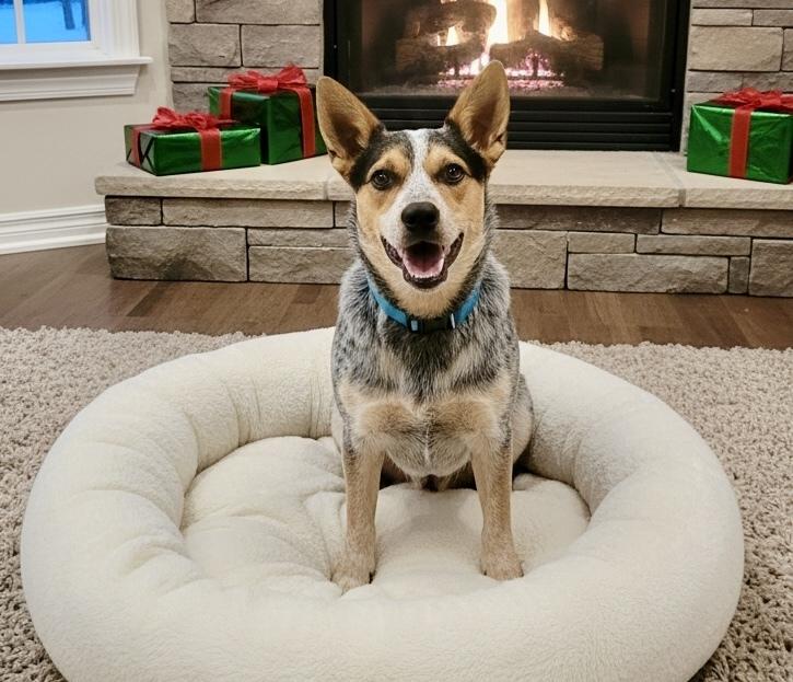 Enlarge 25-111 Rudy, a Adoptable mixed breed in Richardson, TX image 4/6