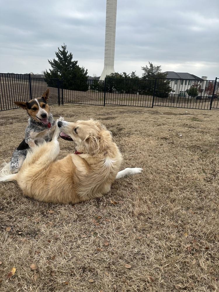 Enlarge 25-111 Rudy, a Adoptable mixed breed in Richardson, TX image 6/6