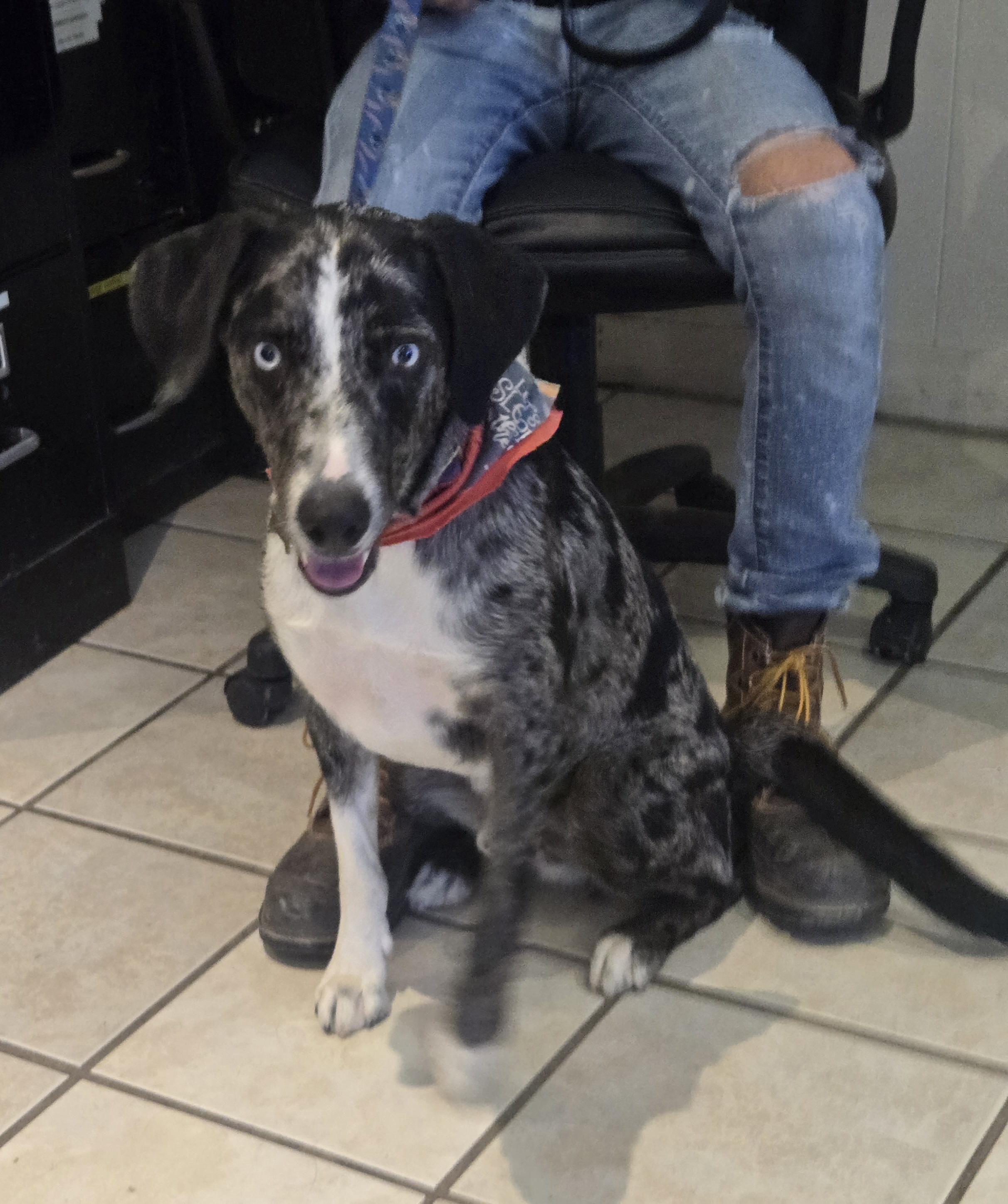 Enlarge Bernard, a ADOPTABLE mixed breed in Nogales, AZ image 2/3