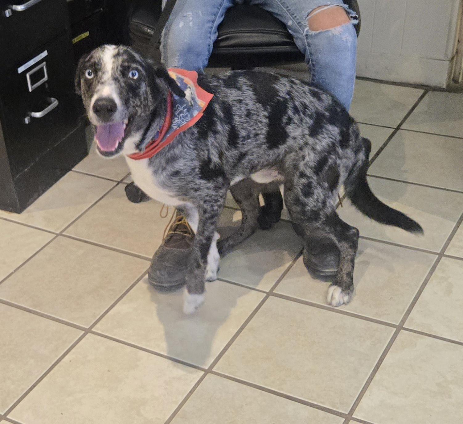 Enlarge Bernard, a ADOPTABLE mixed breed in Nogales, AZ image 1/3