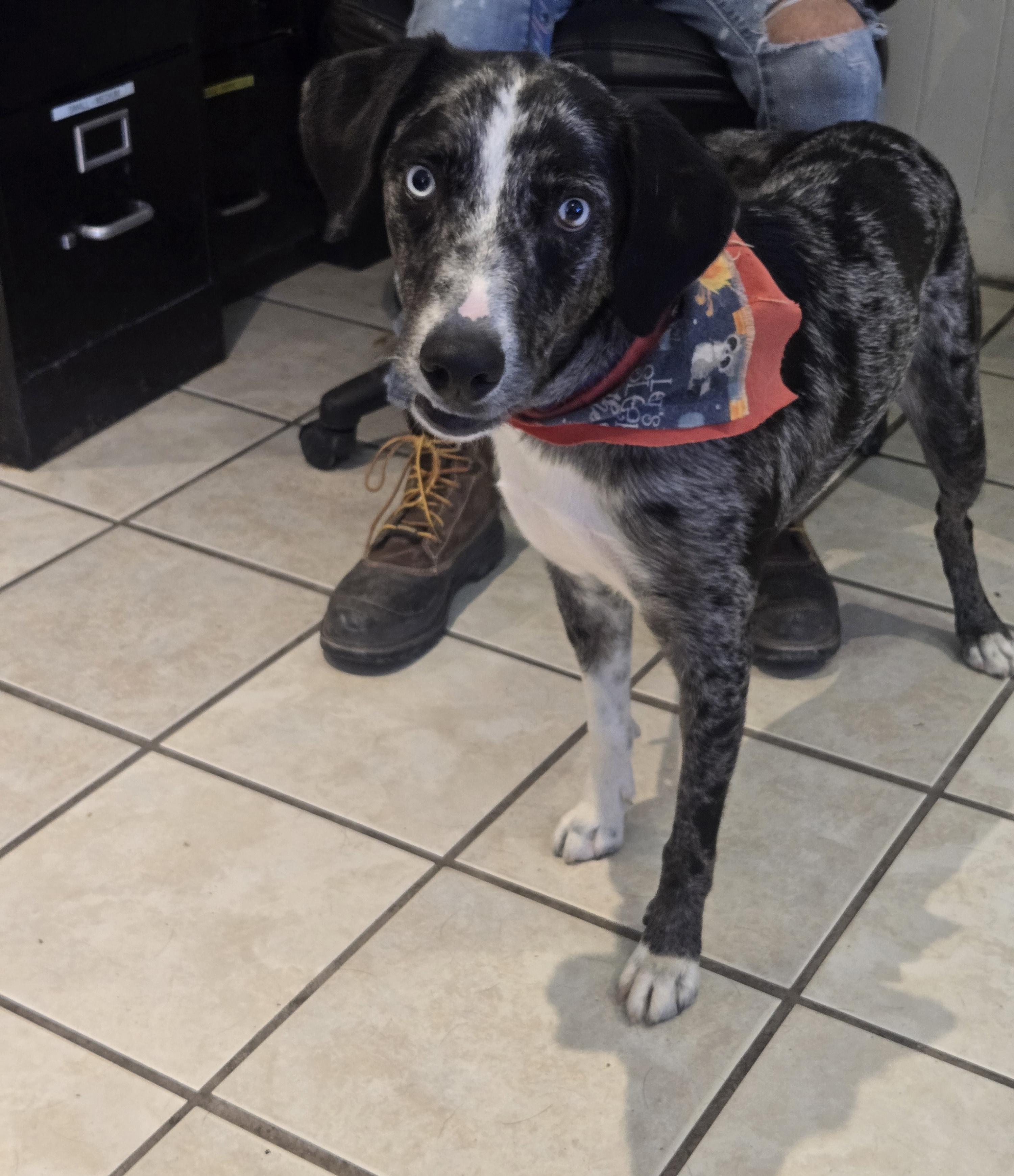 Enlarge Bernard, a ADOPTABLE mixed breed in Nogales, AZ image 3/3