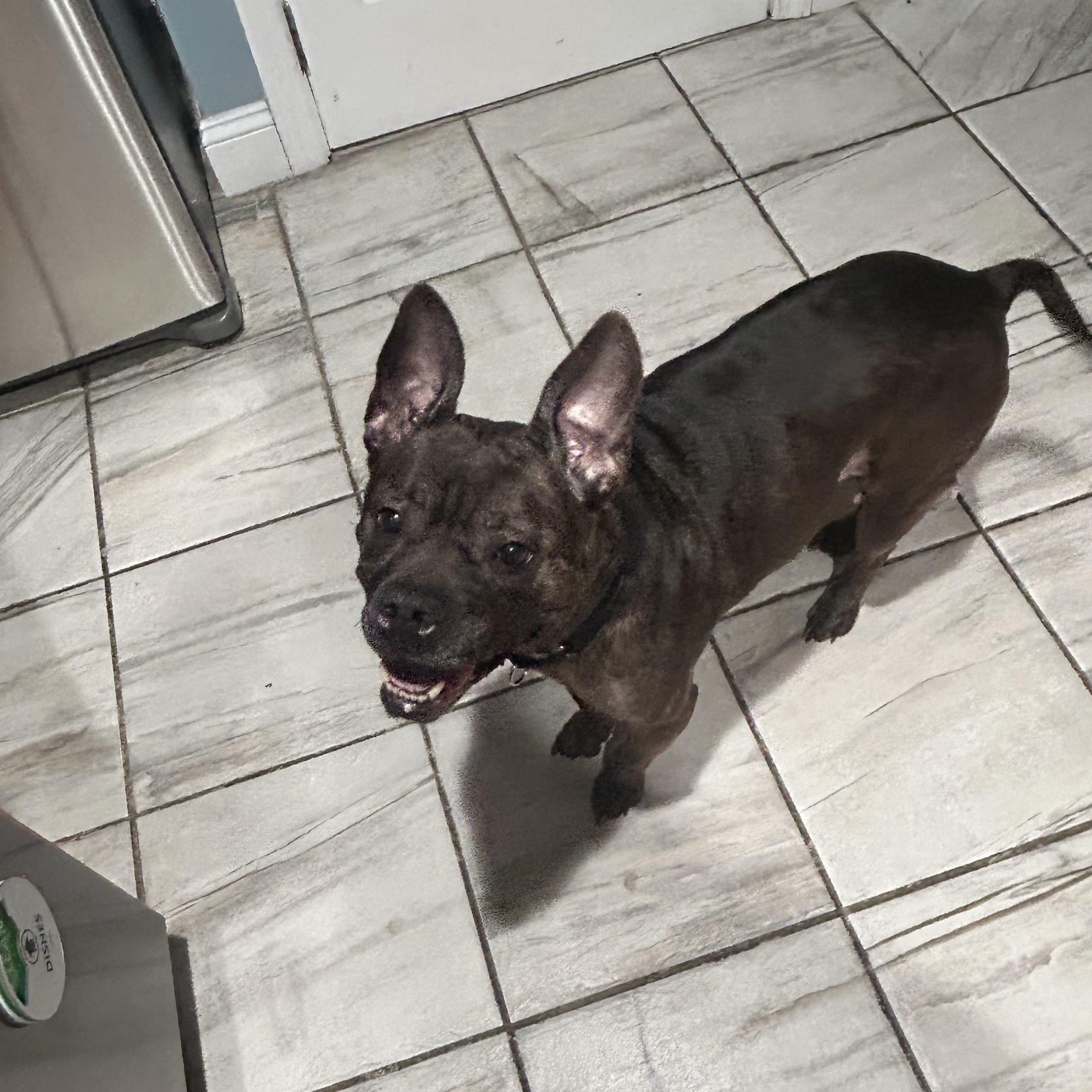 Princess Peach, a ADOPTABLE mixed breed in Newfoundland, NJ image 1/6