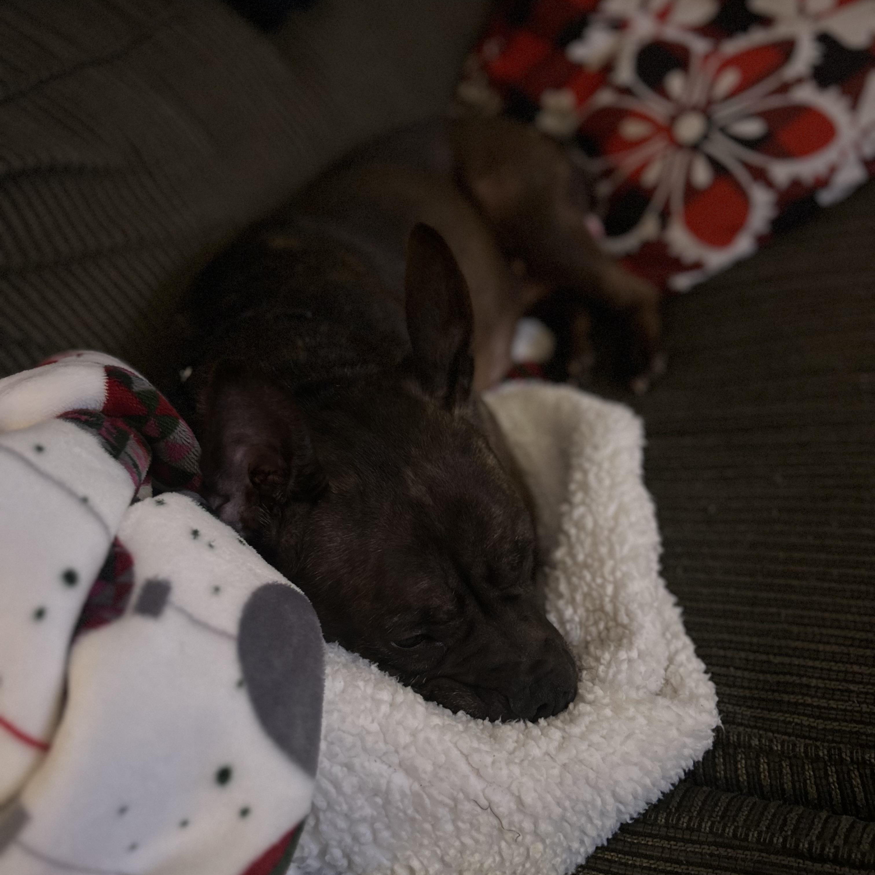 Princess Peach, a ADOPTABLE mixed breed in Newfoundland, NJ image 6/6