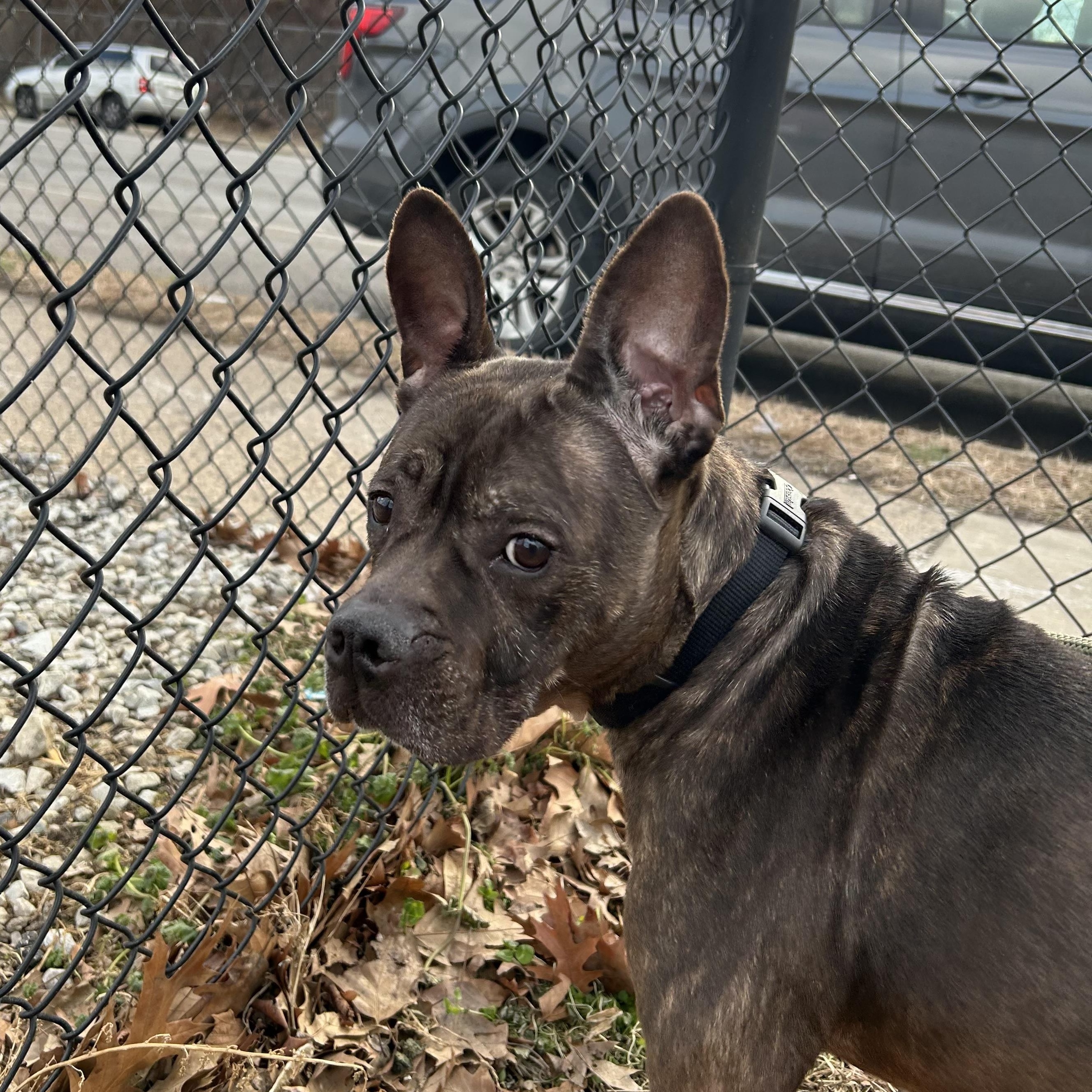 Enlarge Princess Peach, a ADOPTABLE mixed breed in Newfoundland, NJ image 1/4