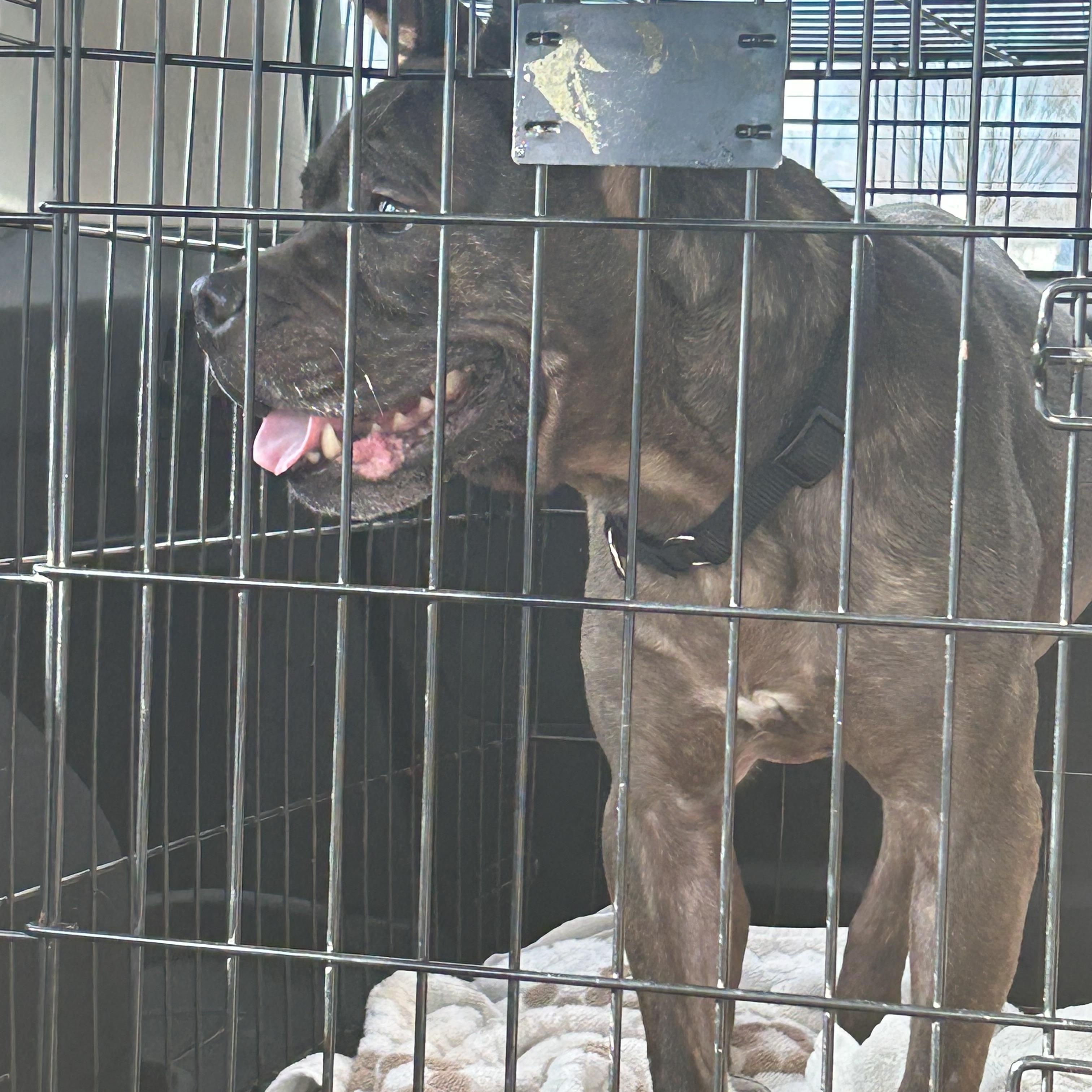 Enlarge Princess Peach, a ADOPTABLE mixed breed in Newfoundland, NJ image 3/4