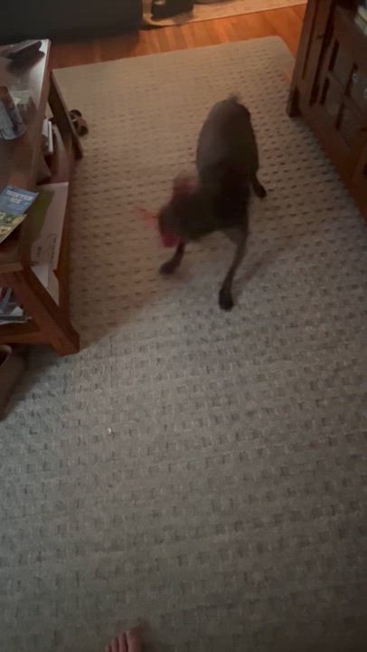 Enlarge Princess Peach, a ADOPTABLE mixed breed in Newfoundland, NJ video 5/6