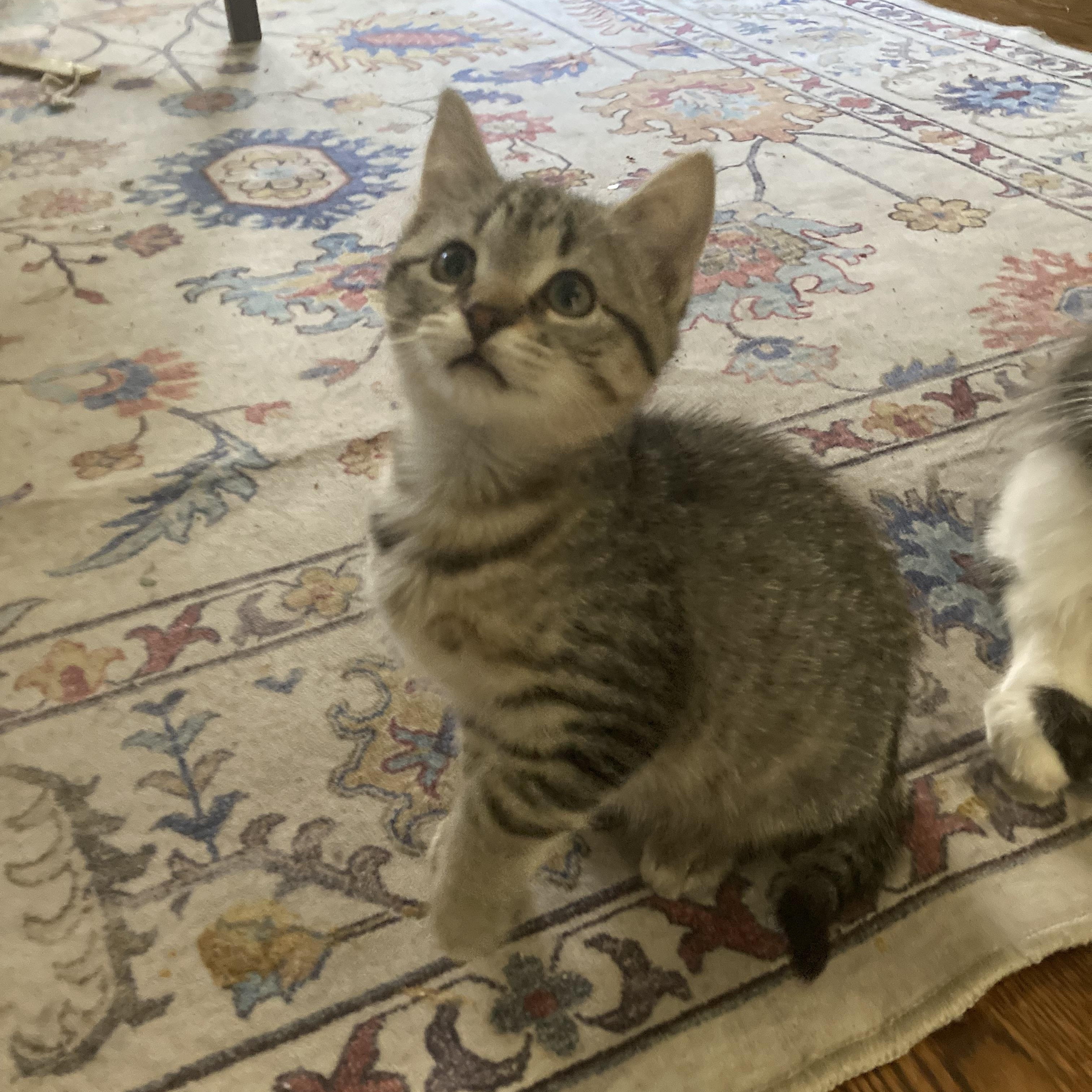 Enlarge Cinnamon , a Adoptable Tabby in Columbia, SC image 1/1