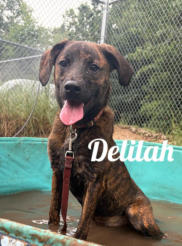 Delilah, ADOPTABLE, Young Female Jack Russell Terrier & Mountain Cur.