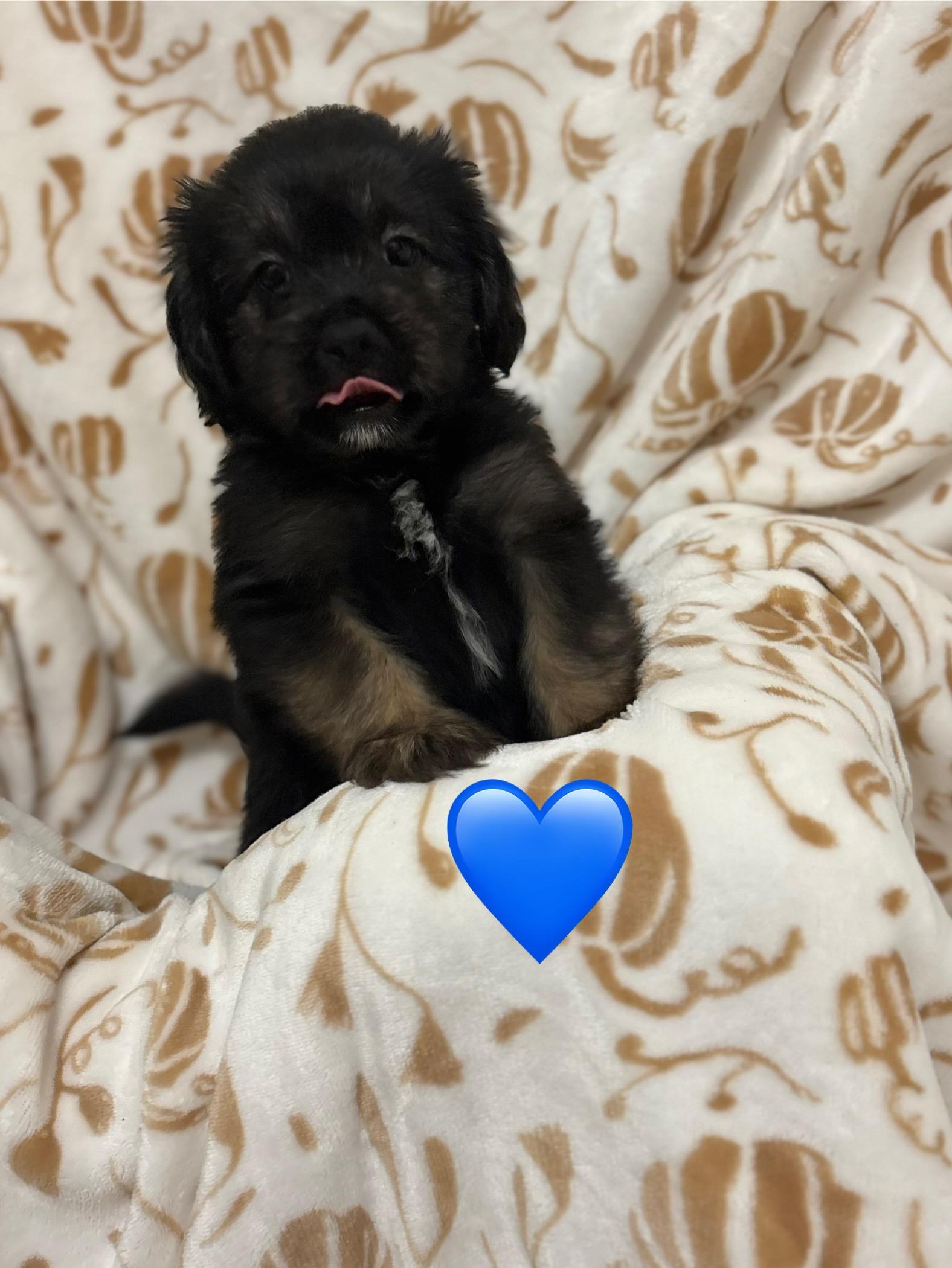 Male puppies, Adopted, Puppy Male Shih Tzu & Poodle (Toy).