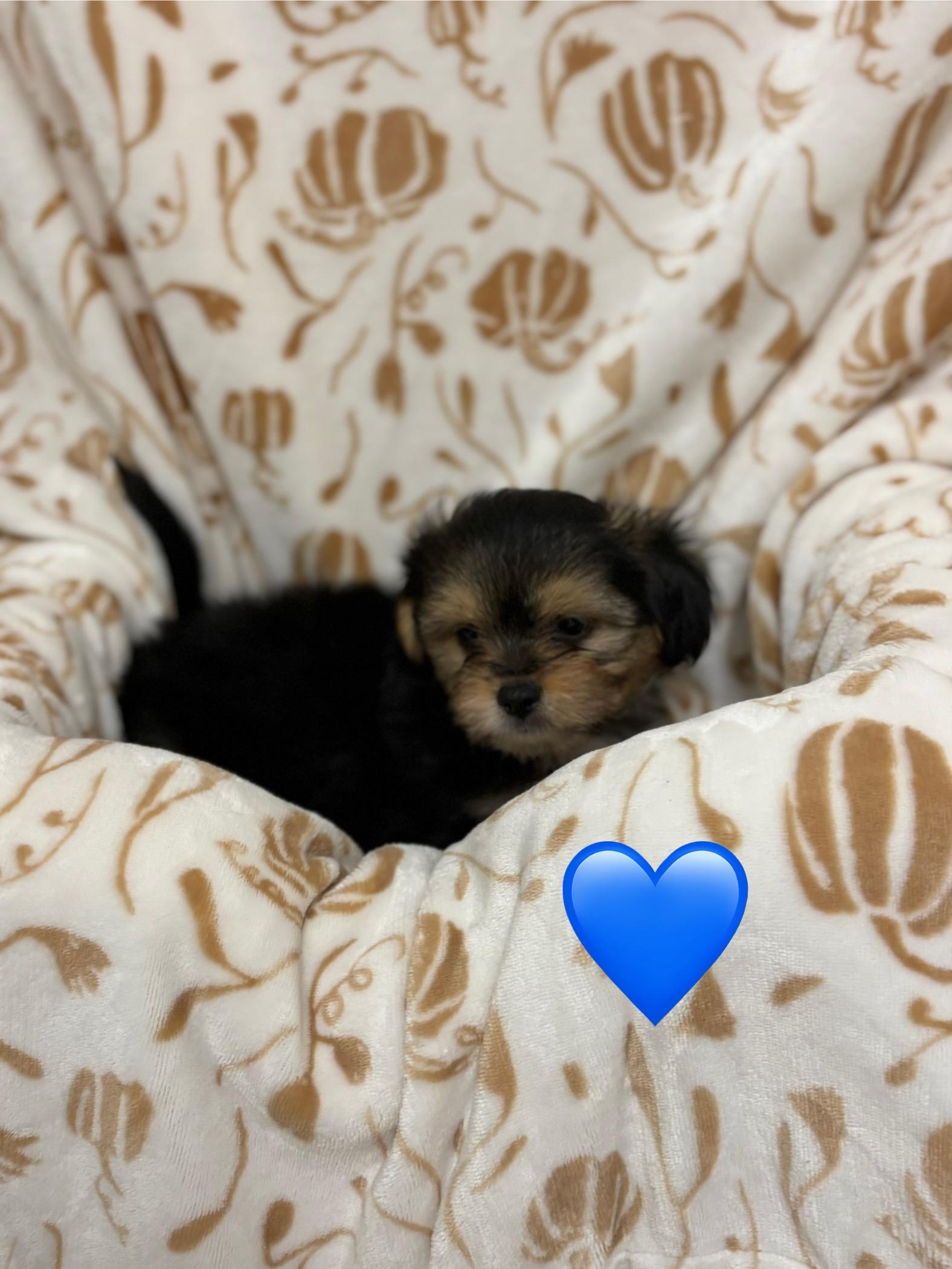 Enlarge Male puppies, a Adopted mixed breed in Vacaville, CA image 2/3