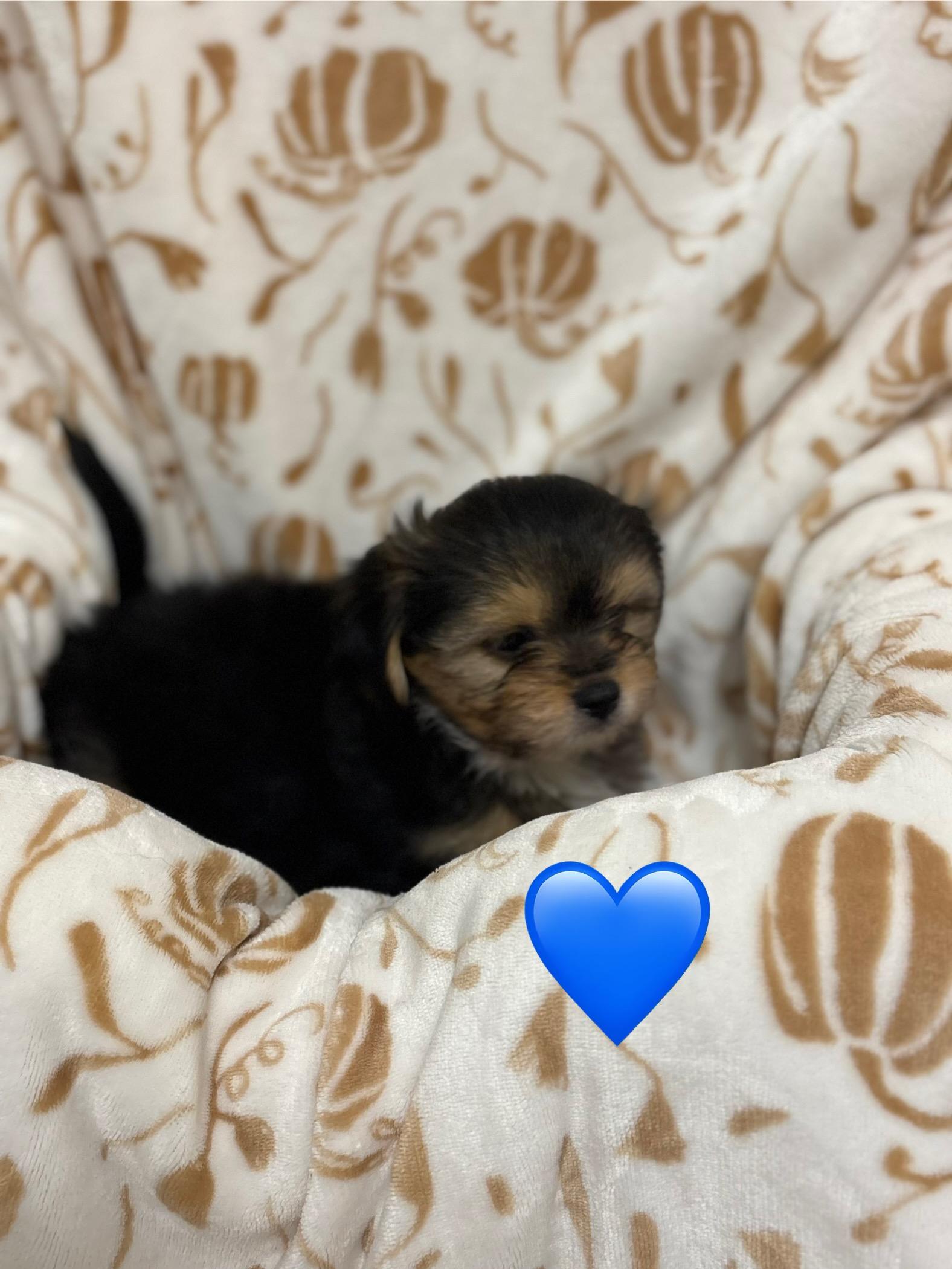 Enlarge Male puppies, a Adopted mixed breed in Vacaville, CA image 3/3