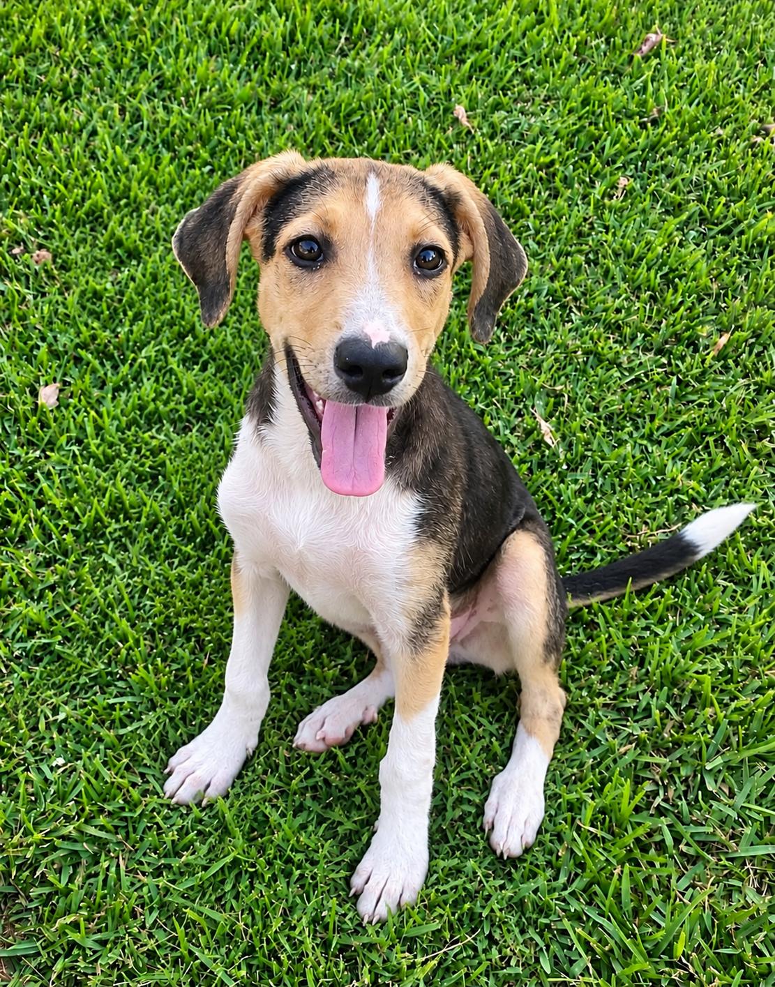 Lightning, Adopted, Puppy Male Collie.