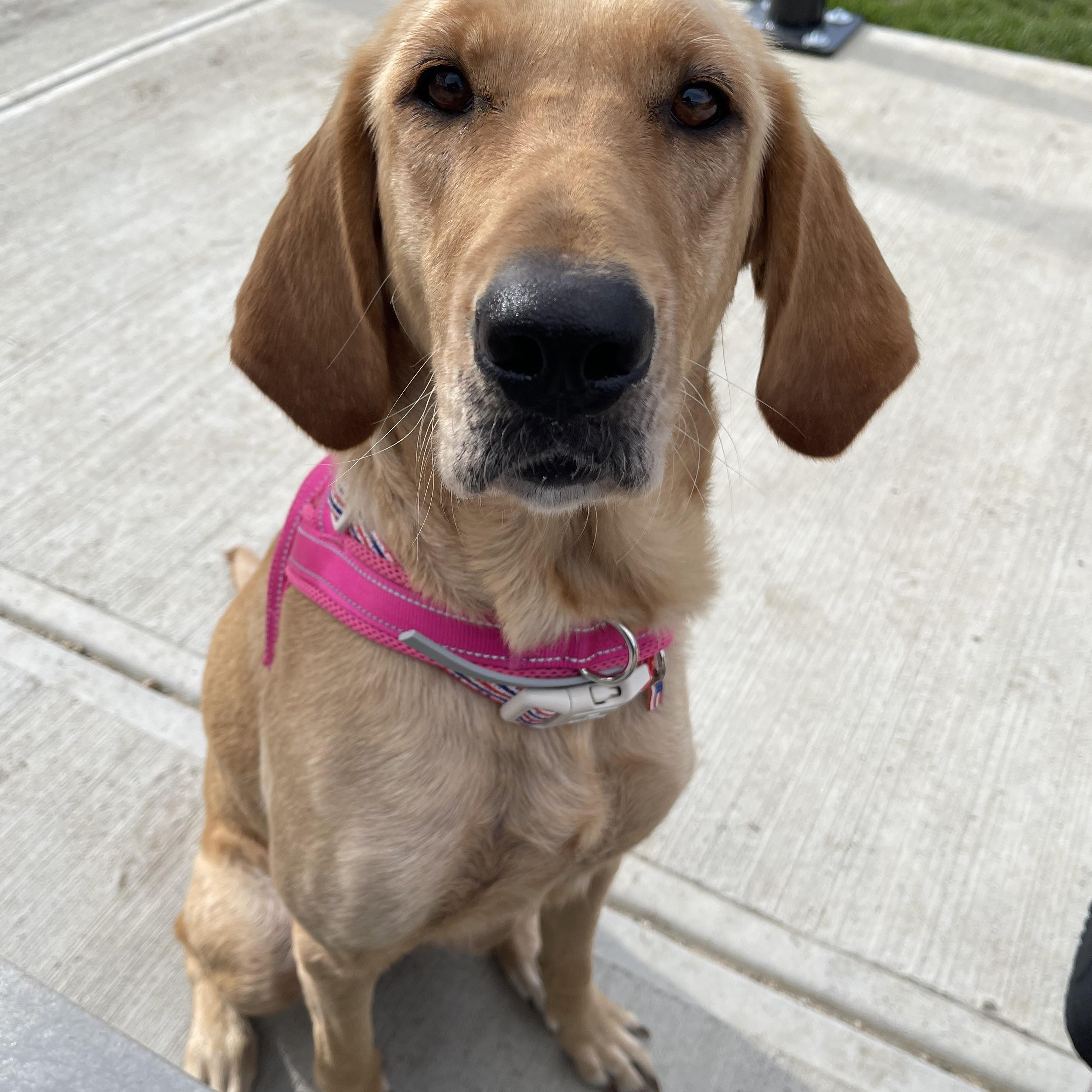 Millie, an adopted Labrador Retriever in Indianapolis, IN image 2/3