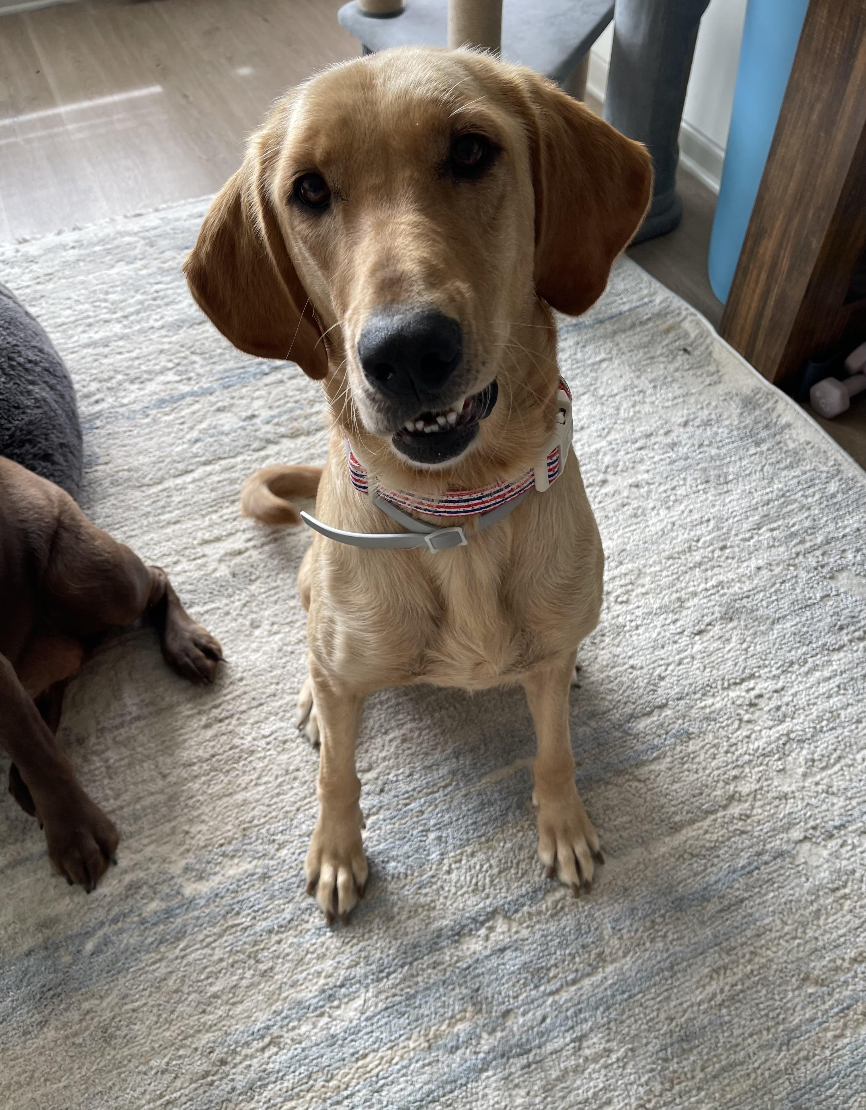 Millie, adopted, Young Female Labrador Retriever.