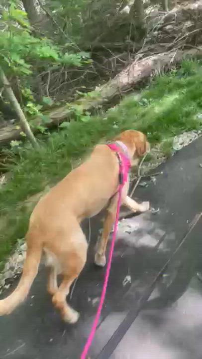 Enlarge Millie, an adopted Labrador Retriever in Indianapolis, IN video 3/3